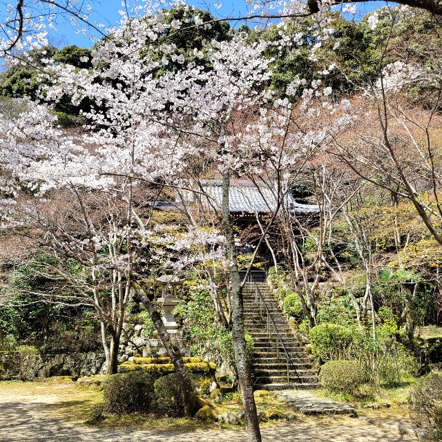 f:id:atoriatoriatori:20220410174442j:image f:id:atoriatoriatori:20220410174442j:image