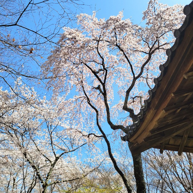 f:id:atoriatoriatori:20220410180238j:image f:id:atoriatoriatori:20220410180238j:image