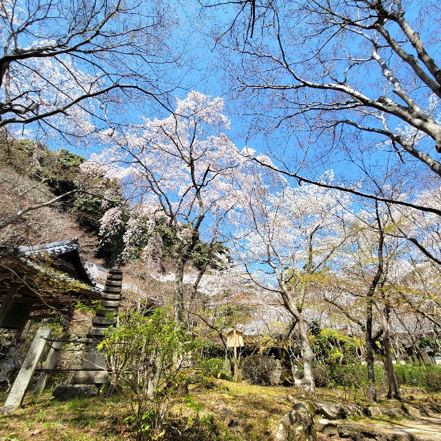 f:id:atoriatoriatori:20220410180856j:image f:id:atoriatoriatori:20220410180856j:image