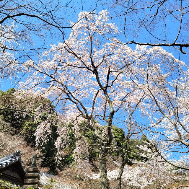 f:id:atoriatoriatori:20220410181830j:image f:id:atoriatoriatori:20220410181830j:image