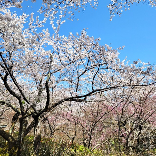 f:id:atoriatoriatori:20220410201404j:image f:id:atoriatoriatori:20220410201404j:image