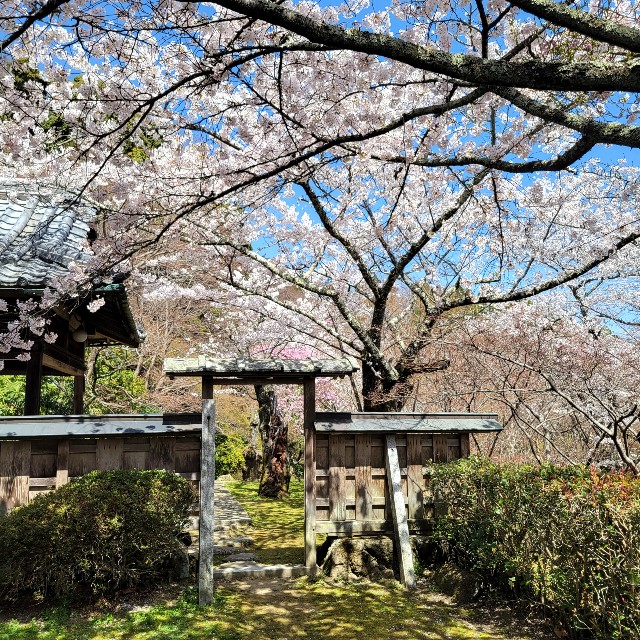 f:id:atoriatoriatori:20220410201411j:image f:id:atoriatoriatori:20220410201411j:image