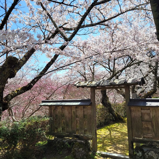 f:id:atoriatoriatori:20220410201829j:image f:id:atoriatoriatori:20220410201829j:image