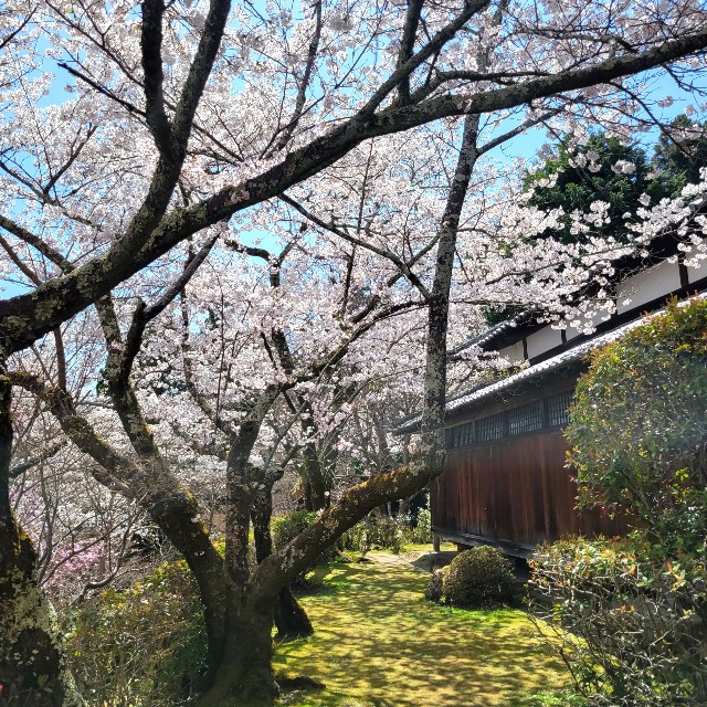 f:id:atoriatoriatori:20220410202510j:image f:id:atoriatoriatori:20220410202510j:image