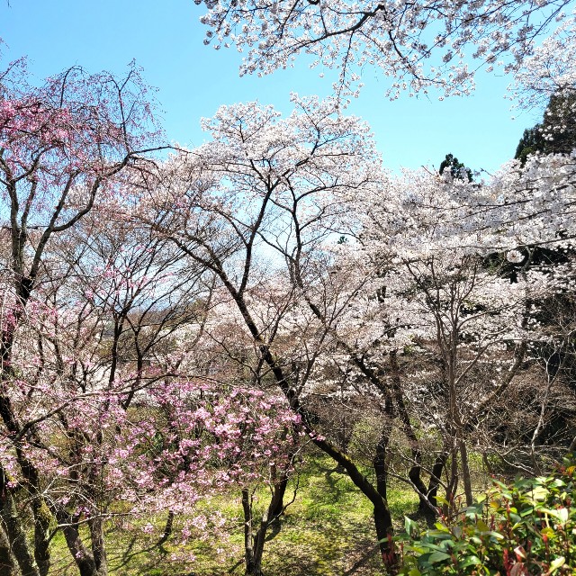 f:id:atoriatoriatori:20220410202522j:image f:id:atoriatoriatori:20220410202522j:image