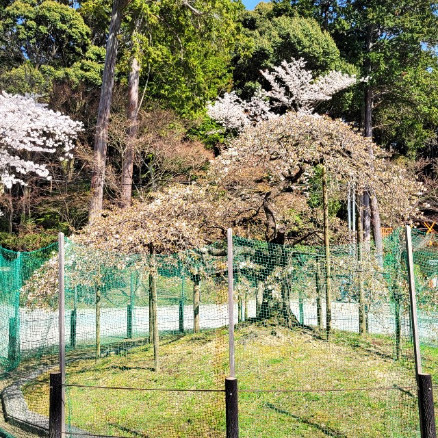 f:id:atoriatoriatori:20220412100001j:image