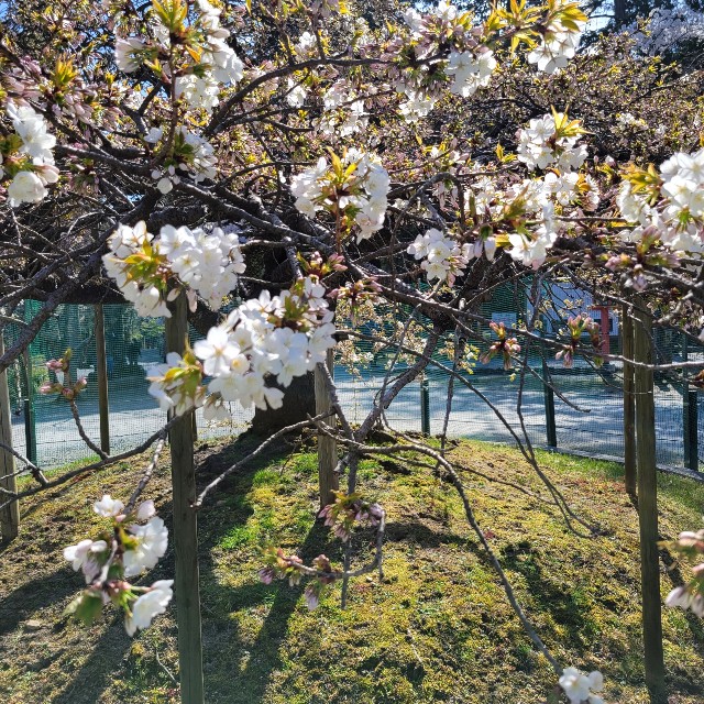 f:id:atoriatoriatori:20220412100008j:image