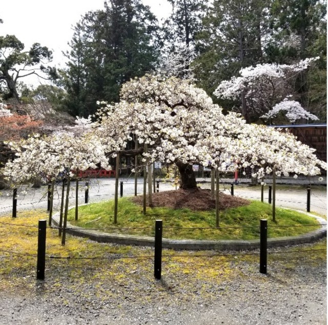 f:id:atoriatoriatori:20220412101147j:image