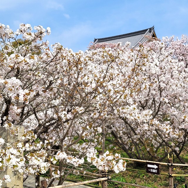 f:id:atoriatoriatori:20220415172010j:image f:id:atoriatoriatori:20220415172010j:image