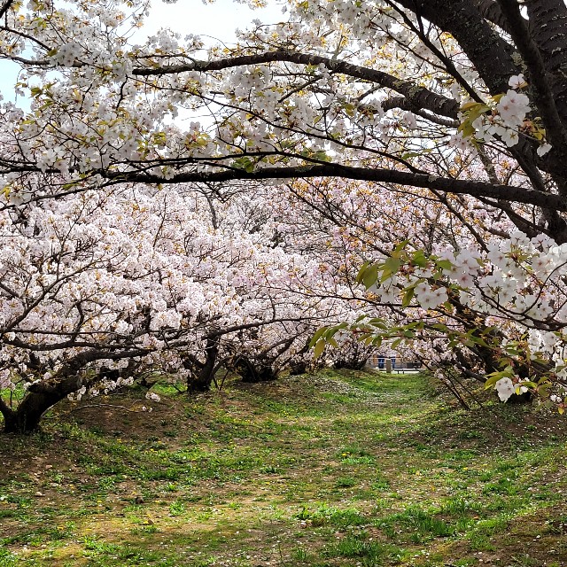 f:id:atoriatoriatori:20220415174155j:image f:id:atoriatoriatori:20220415174155j:image