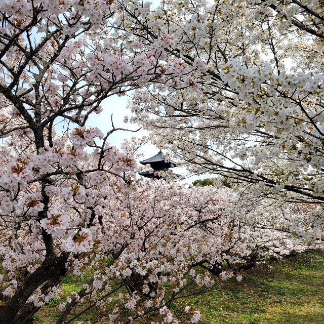 f:id:atoriatoriatori:20220415175144j:image f:id:atoriatoriatori:20220415175144j:image