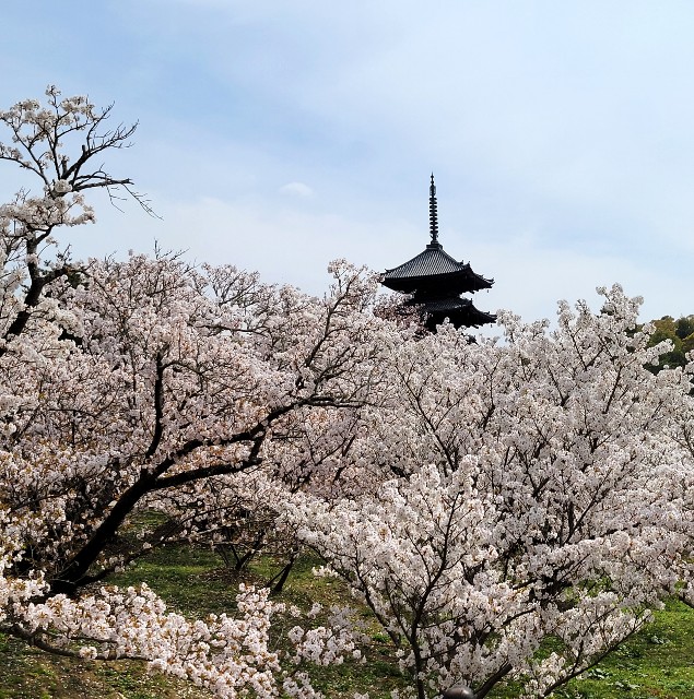 f:id:atoriatoriatori:20220415181323j:image f:id:atoriatoriatori:20220415181323j:image