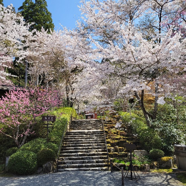 f:id:atoriatoriatori:20220416175250j:image