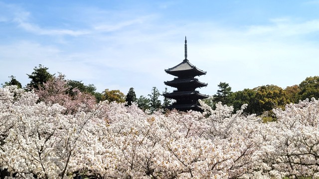 f:id:atoriatoriatori:20220418110302j:image f:id:atoriatoriatori:20220418110302j:image