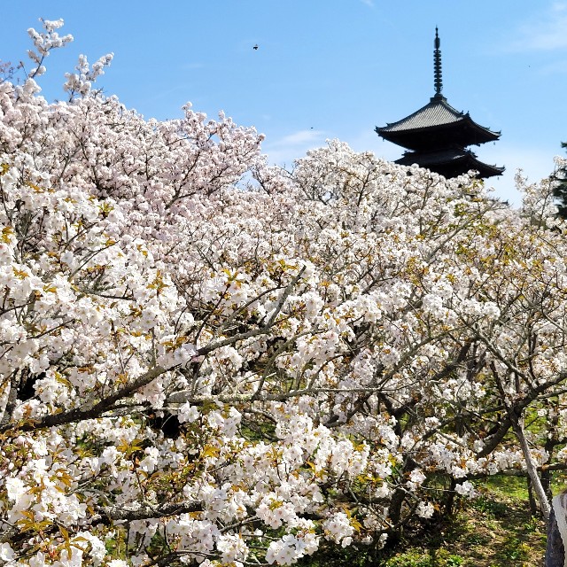 f:id:atoriatoriatori:20220418111621j:image f:id:atoriatoriatori:20220418111621j:image