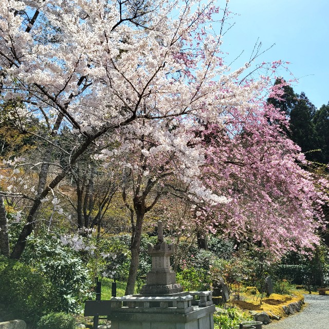 f:id:atoriatoriatori:20220423171706j:image