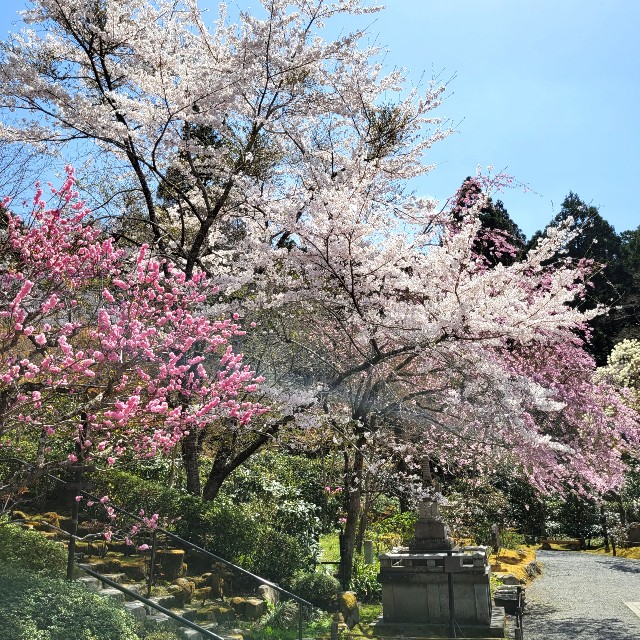 f:id:atoriatoriatori:20220423182407j:image