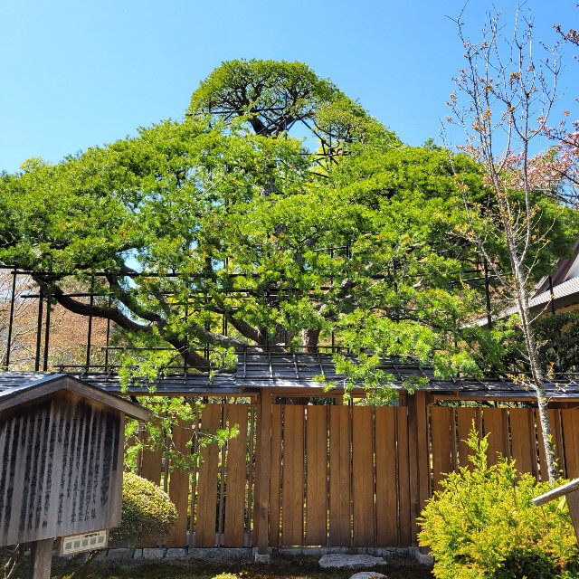 f:id:atoriatoriatori:20220425205335j:image