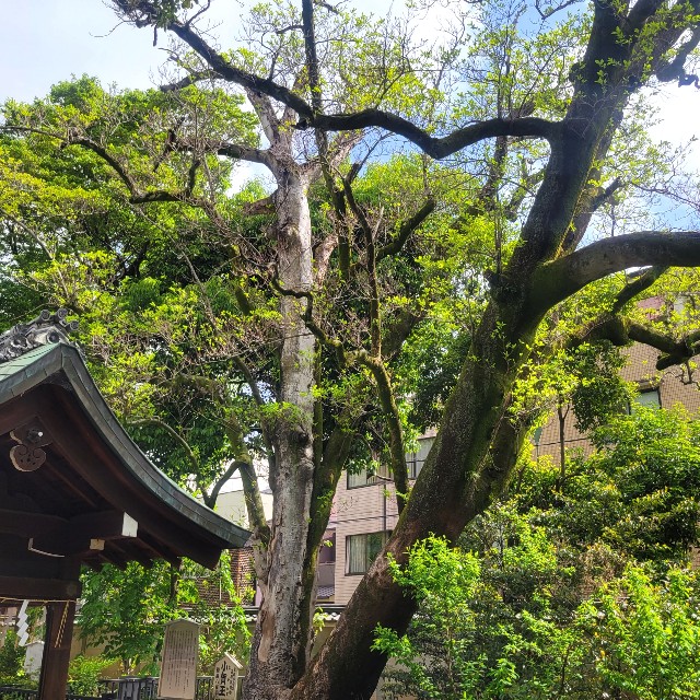 f:id:atoriatoriatori:20220506214043j:image
