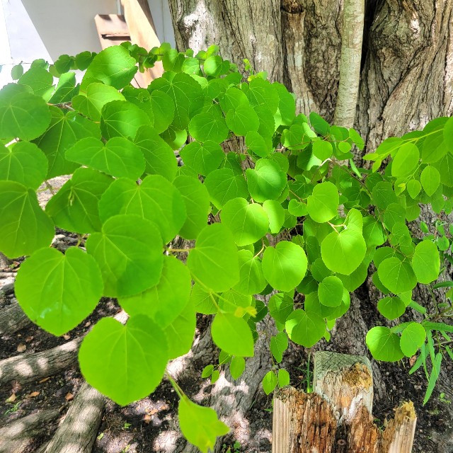 f:id:atoriatoriatori:20220512211339j:image