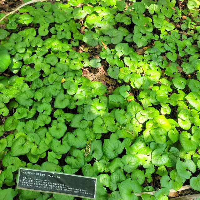 f:id:atoriatoriatori:20220824172735j:image