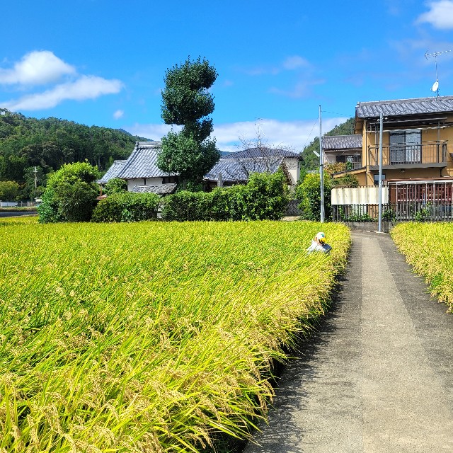 f:id:atoriatoriatori:20220912210831j:image