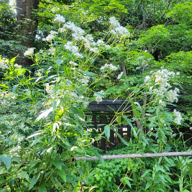 f:id:atoriatoriatori:20220927103032j:image