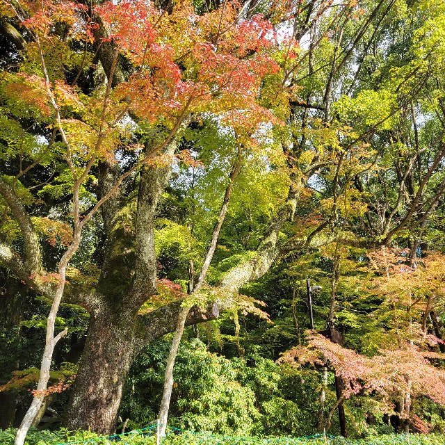 f:id:atoriatoriatori:20221105224500j:image f:id:atoriatoriatori:20221105224500j:image