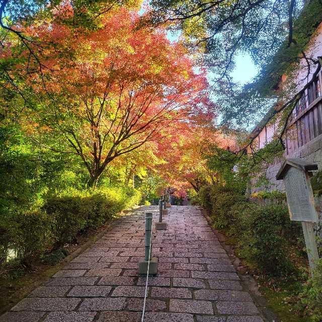 f:id:atoriatoriatori:20221128205227j:image