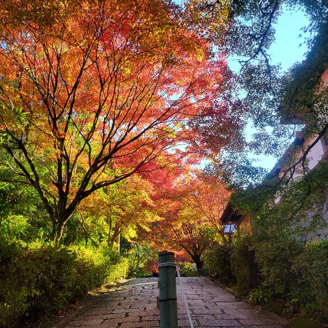 f:id:atoriatoriatori:20221128205234j:image