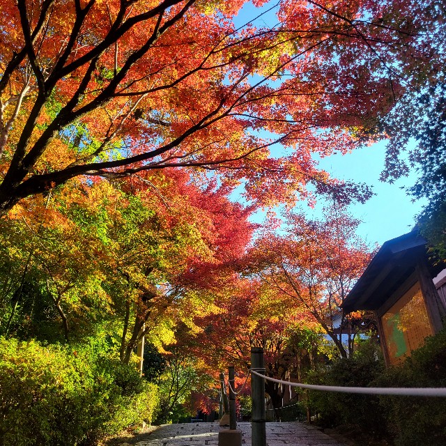 f:id:atoriatoriatori:20221128205241j:image