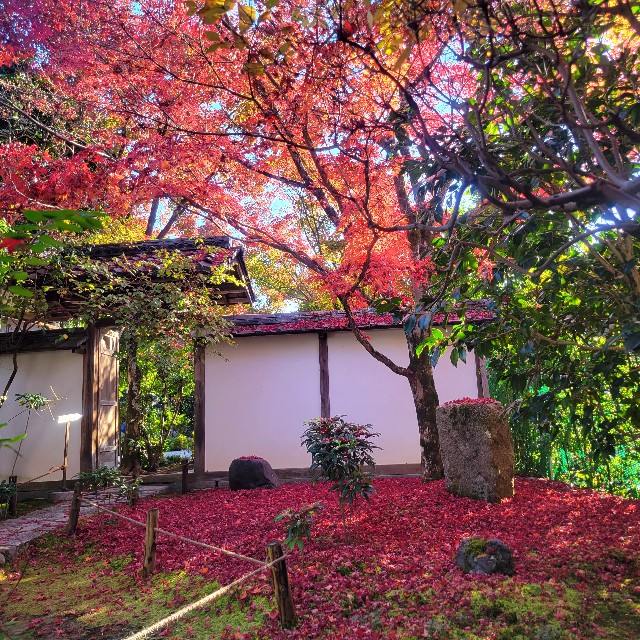 f:id:atoriatoriatori:20221205221819j:image