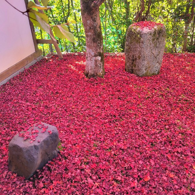 f:id:atoriatoriatori:20221206090539j:image