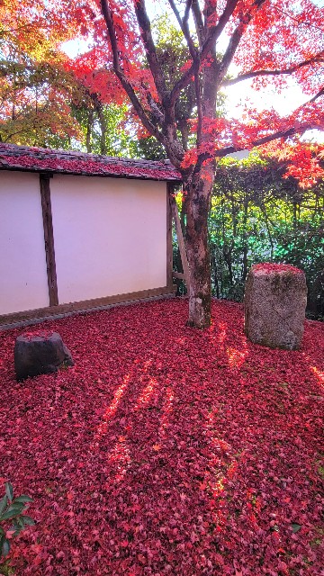 f:id:atoriatoriatori:20221207102915j:image