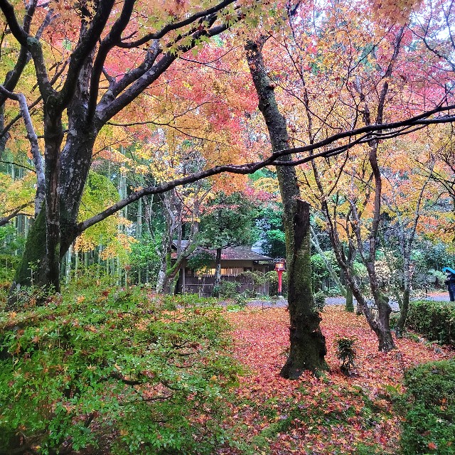 f:id:atoriatoriatori:20221223205933j:image