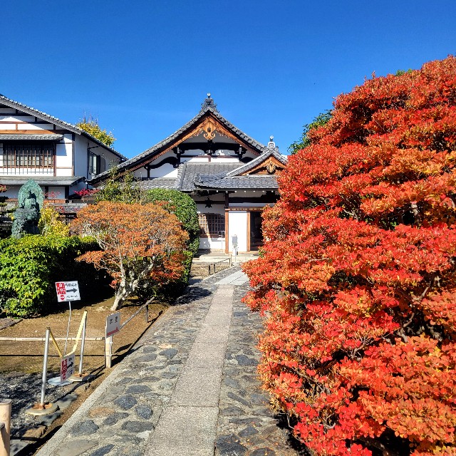 京都】【御朱印】『弘源寺』に行ってきました。 京都紅葉 女子旅