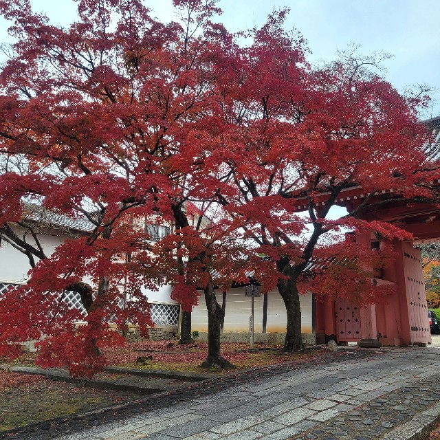 f:id:atoriatoriatori:20230203164511j:image f:id:atoriatoriatori:20230203164511j:image