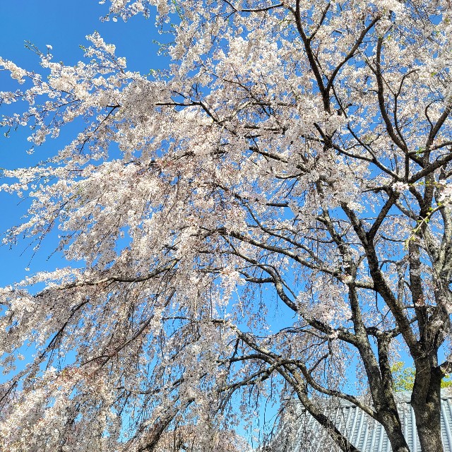 f:id:atoriatoriatori:20230401230527j:image