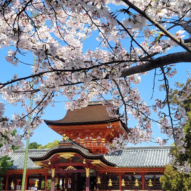 京都】【桜】『石清水八幡宮』に行ってきました。 京都桜 女子旅