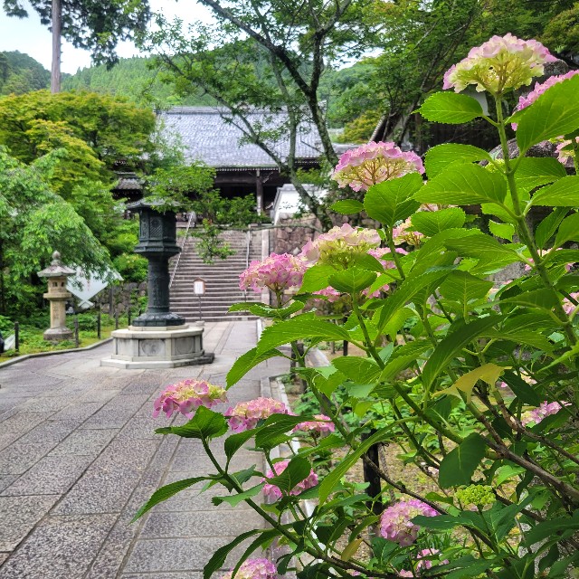 f:id:atoriatoriatori:20230617174320j:image