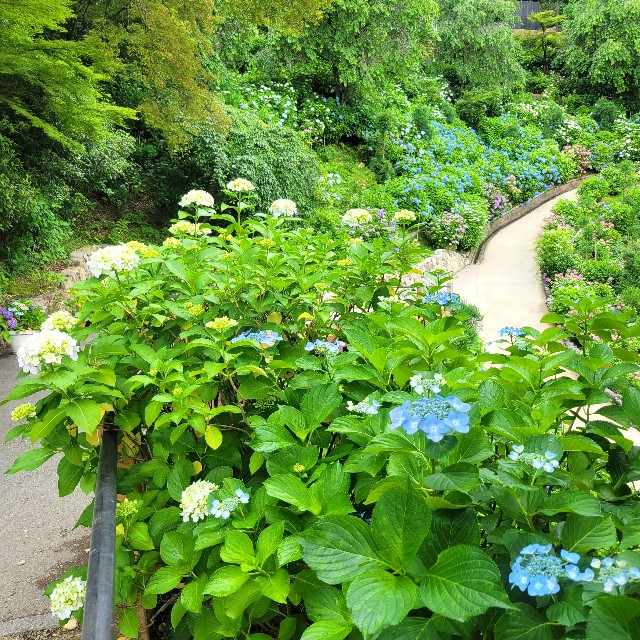 f:id:atoriatoriatori:20230617214309j:image