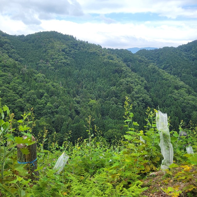 f:id:atoriatoriatori:20230623122025j:image