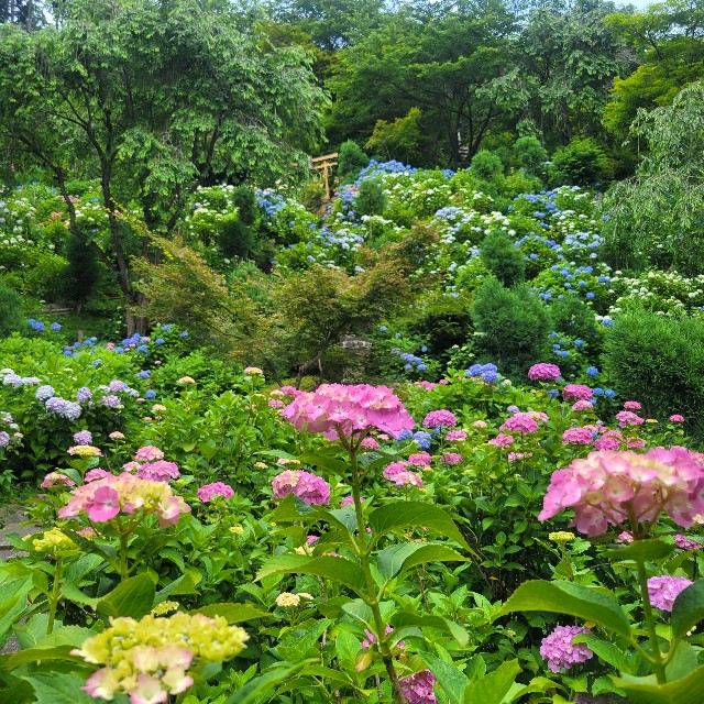 f:id:atoriatoriatori:20230702135558j:image