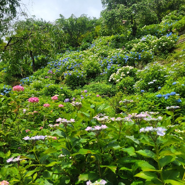 f:id:atoriatoriatori:20230702160651j:image