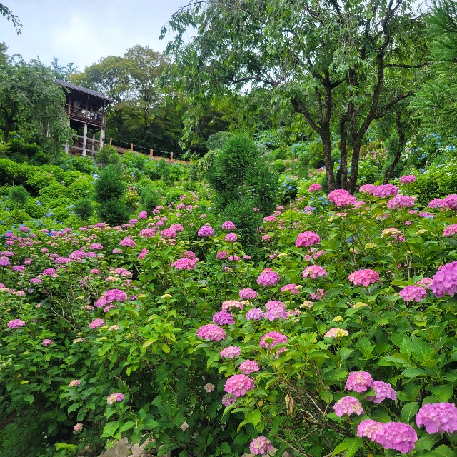 f:id:atoriatoriatori:20230702160705j:image