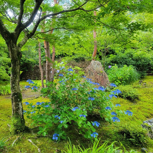 f:id:atoriatoriatori:20230705094056j:image
