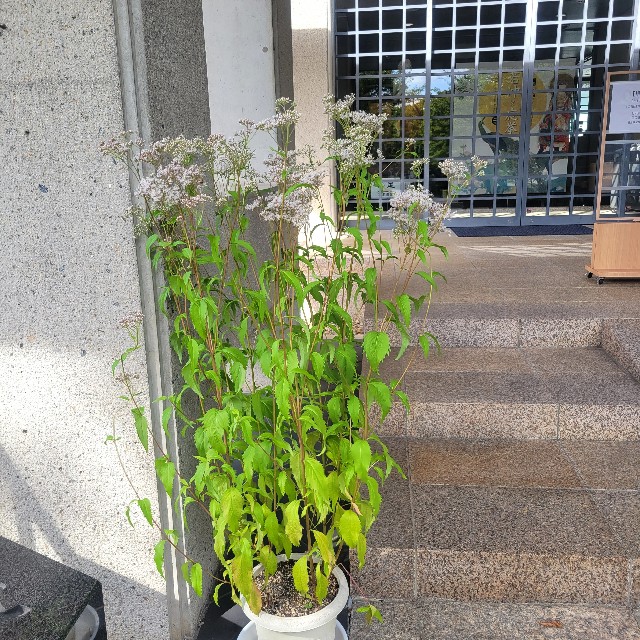 f:id:atoriatoriatori:20231013113145j:image f:id:atoriatoriatori:20231013113145j:image