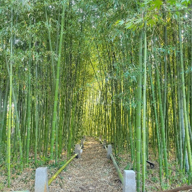 f:id:atoriatoriatori:20231124213502j:image