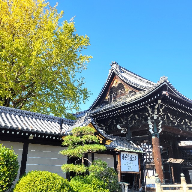 京都】『西本願寺』特別公開に行ってきました。 女子旅 京都紅葉