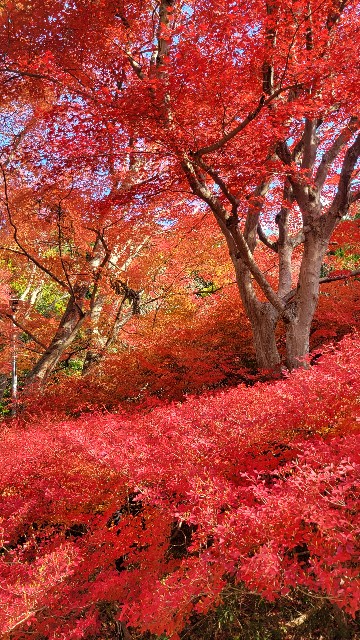 f:id:atoriatoriatori:20231203090905j:image